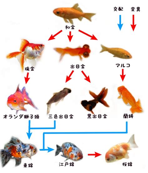 公攤面積台灣 金魚種類 品種
